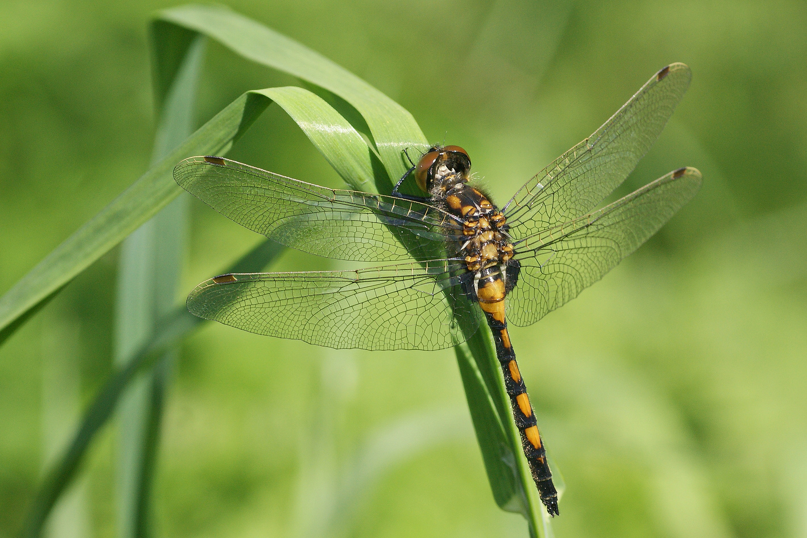 Nordische Moosjungfer (Leucorrhinia rubicunda), Junges Männchen