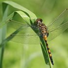 Nordische Moosjungfer (Leucorrhinia rubicunda), Junges Männchen