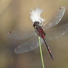 Nordische Moosjungfer (Leucorrhinia rubicunda), Männchen