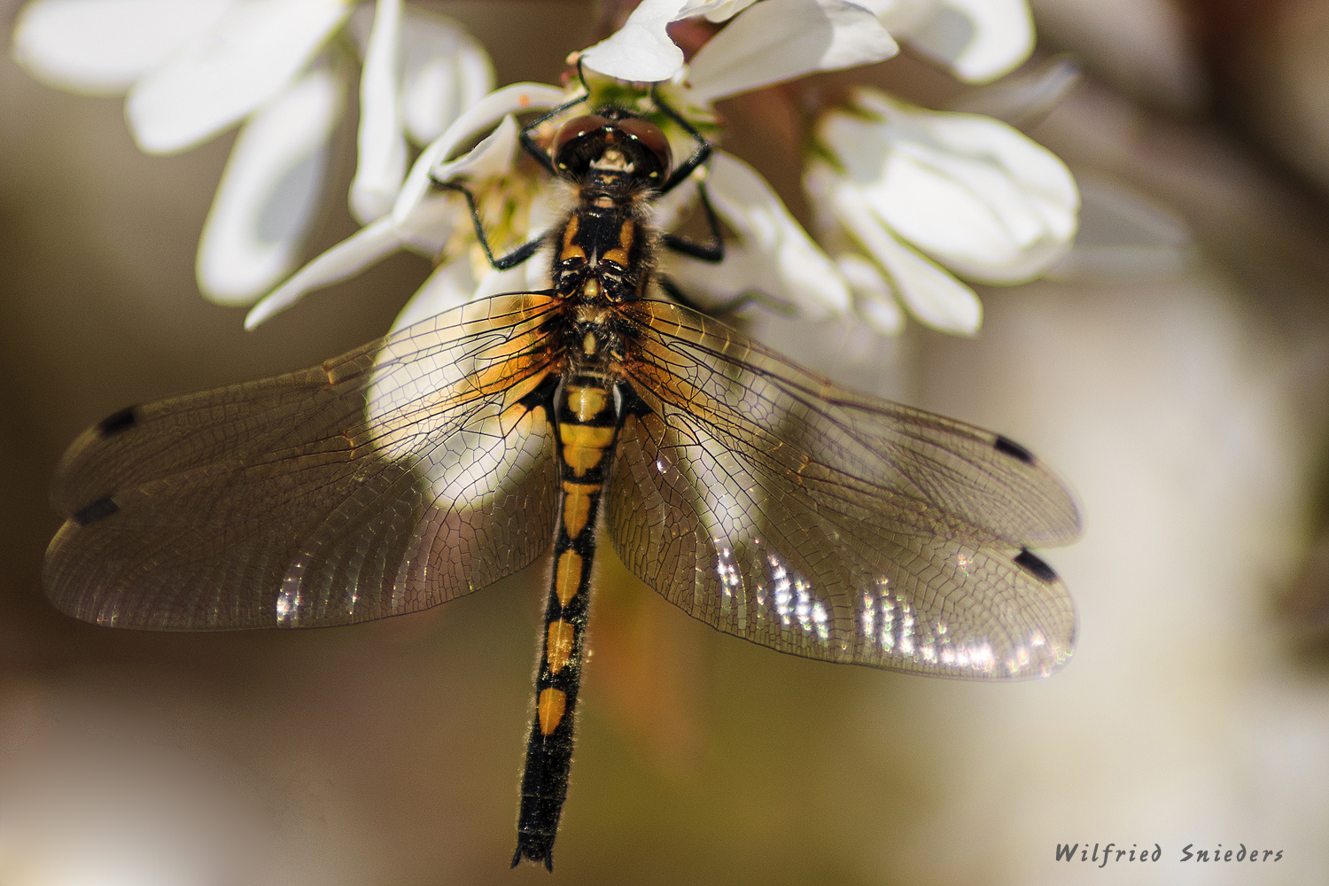 Nordische Moosjungfer (Leucorrhinia rubicunda), Weibchen