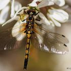 Nordische Moosjungfer (Leucorrhinia rubicunda), Weibchen