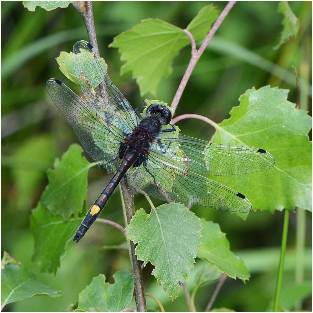 Nordische Moosjungfer - Leucorrhinia rubicunda (Weibchen)