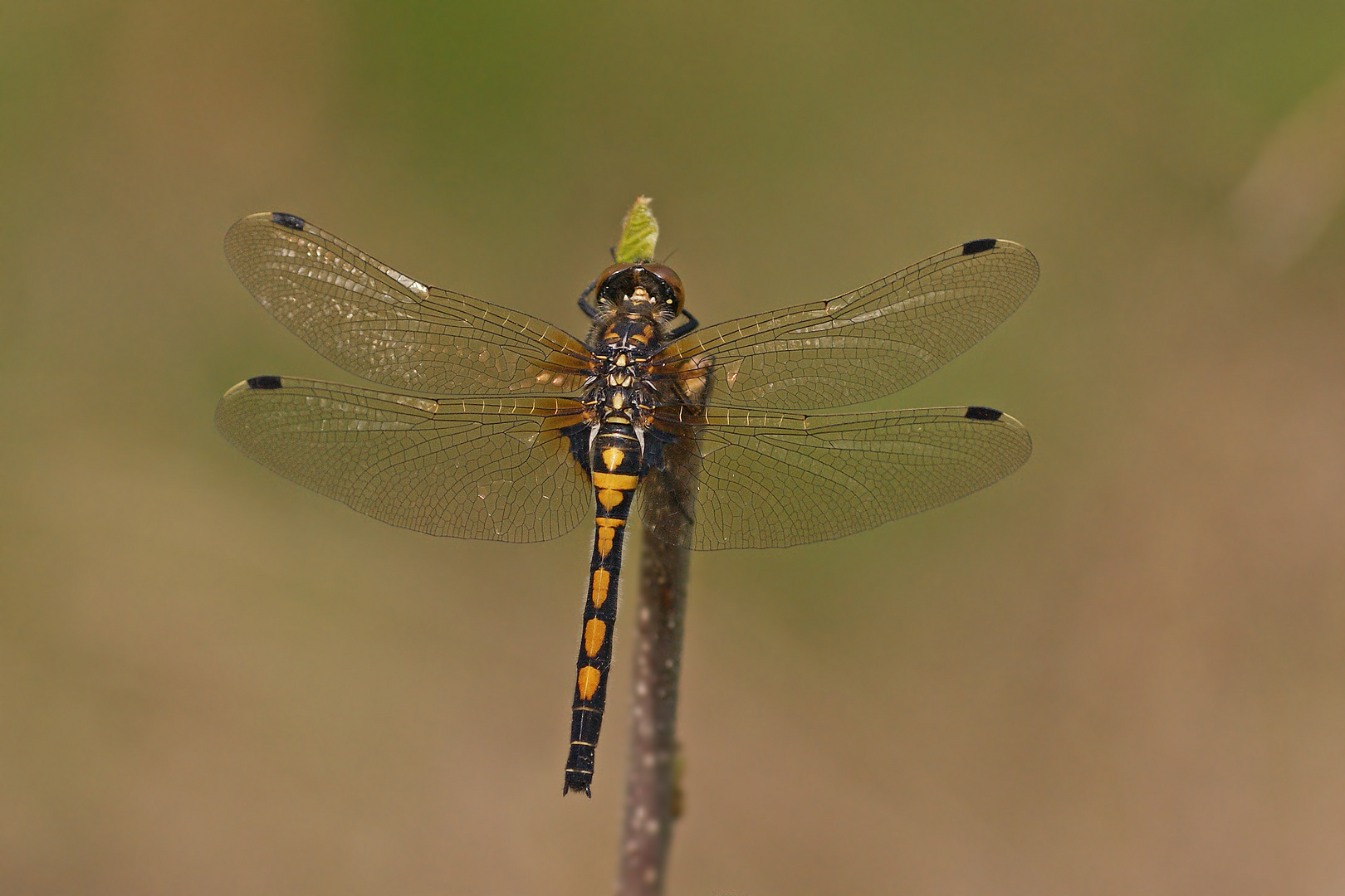 Nordische Moosjungfer (Leucorrhinia rubicunda), Weibchen