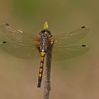 Nordische Moosjungfer (Leucorrhinia rubicunda), Weibchen