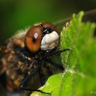 Nordische Moosjungfer (Leucorrhinia rubicunda), Weibchen - II