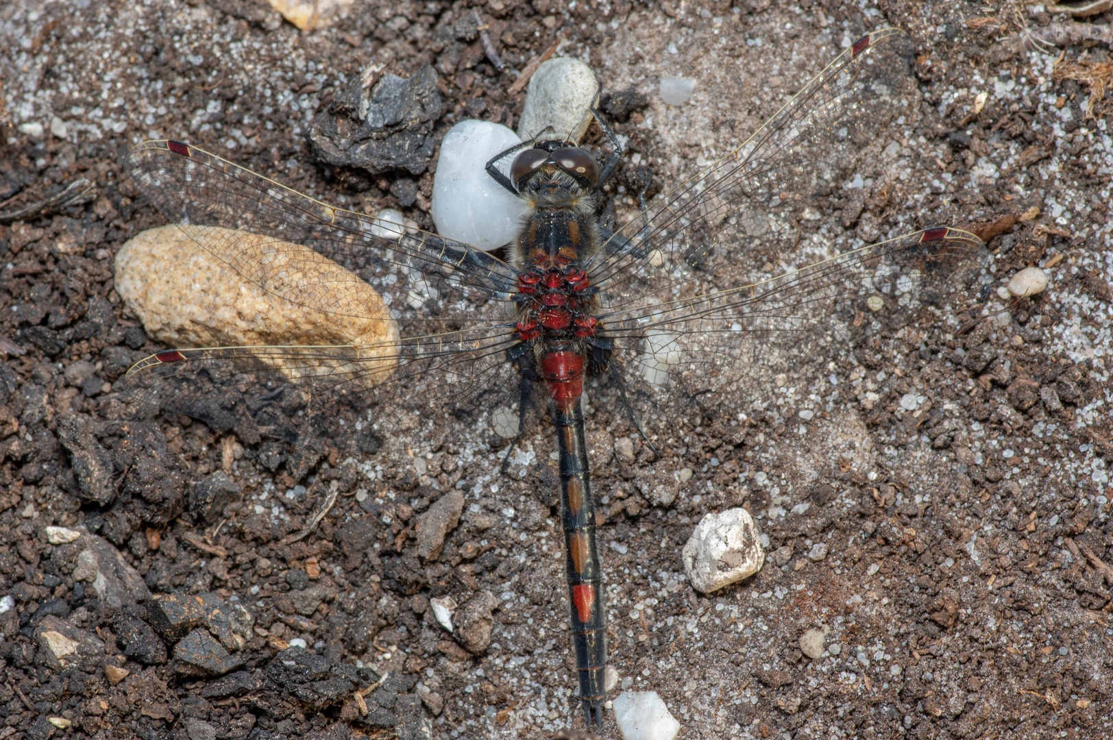 Nordische Moosjungfer Männchen