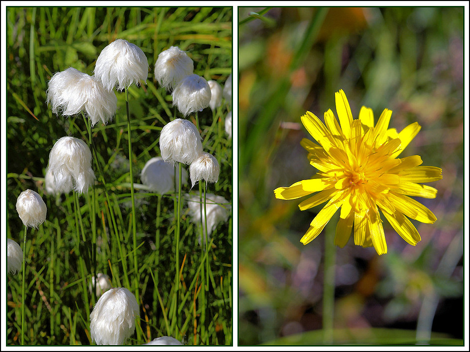 Nordische Natur - ganz nah