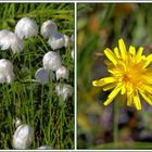 Nordische Natur - ganz nah