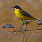 Nordische Schafstelze (motacilla thunbergi)