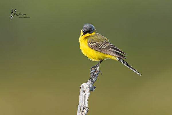 Nordische Schafstelze // Öland