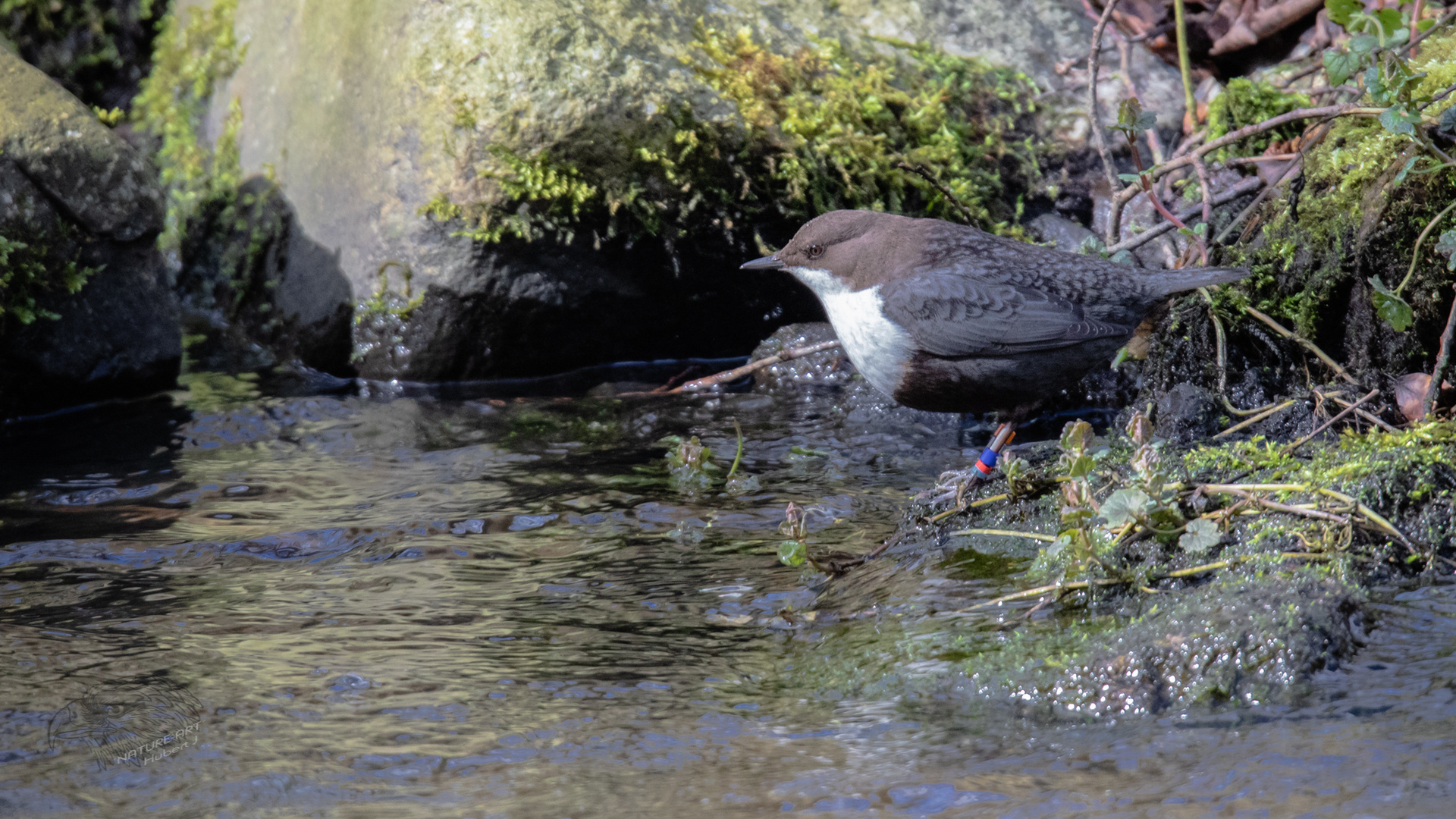 Nordische Wasseramsel