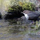 Nordische Wasseramsel