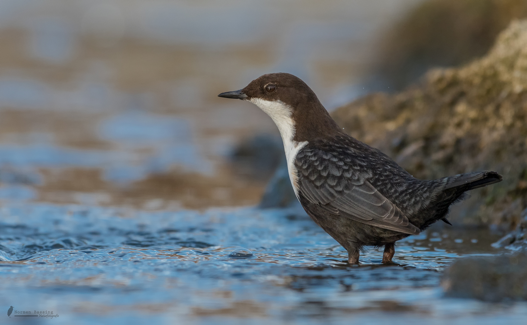 nordische Wasseramsel