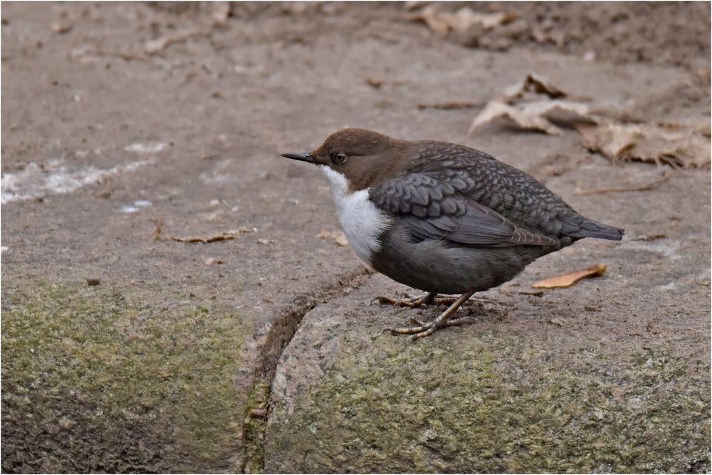 Nordische Wasseramsel