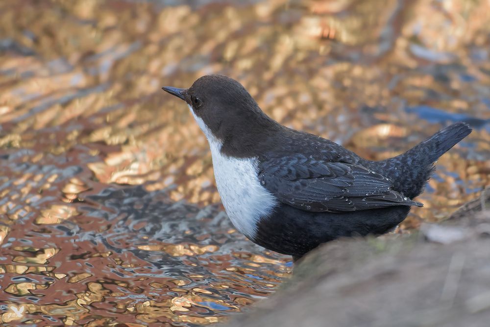 Nordische Wasseramsel (Cinclus cinclus cinclus ...) ...