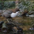 Nordische Wasseramsel (Cinclus cinclus cinclus) ...