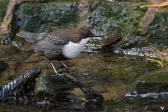 Nordische Wasseramsel (Cinclus cinclus cinclus) ...