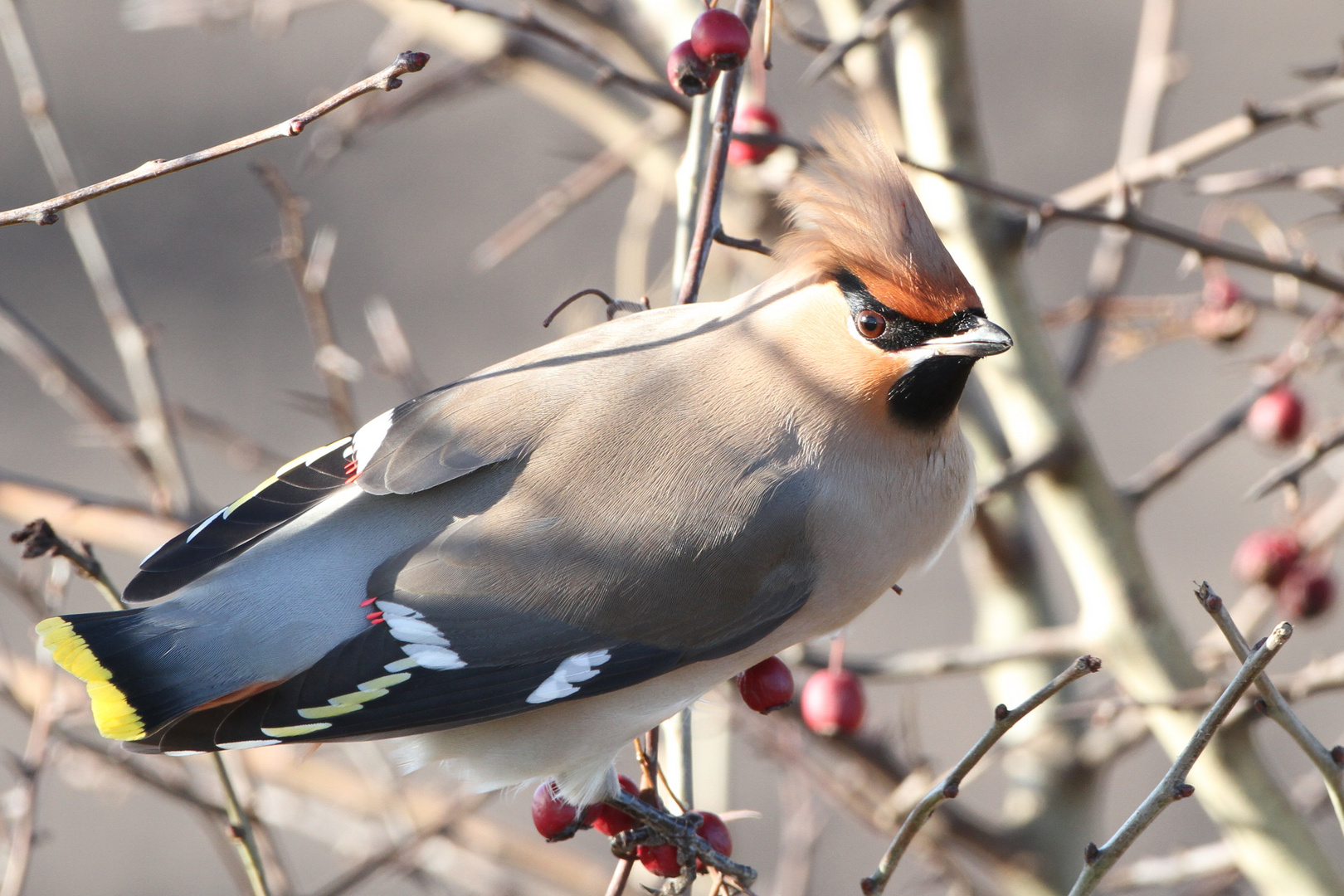 nordischer Besuch