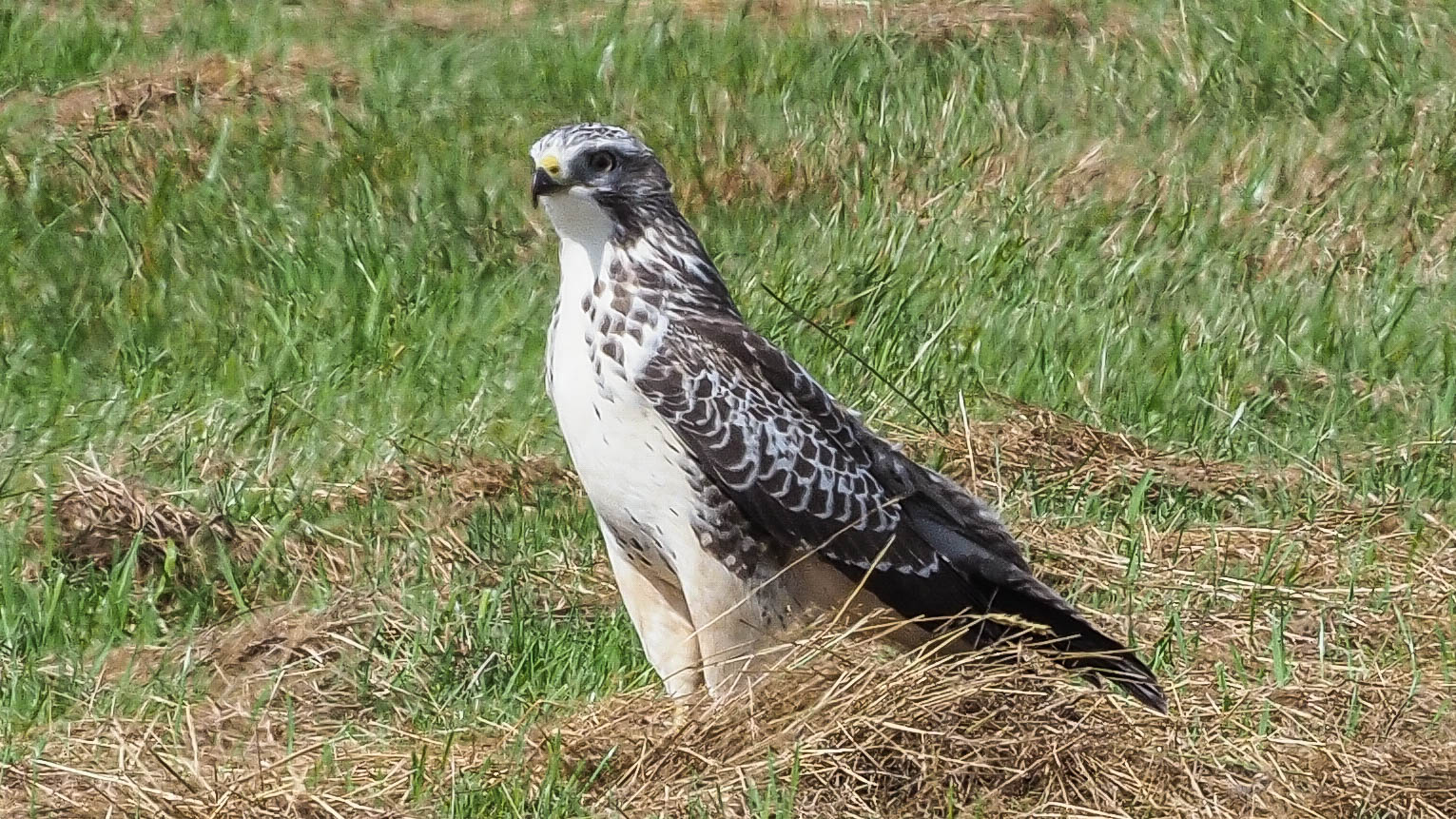 Nordischer Bussard