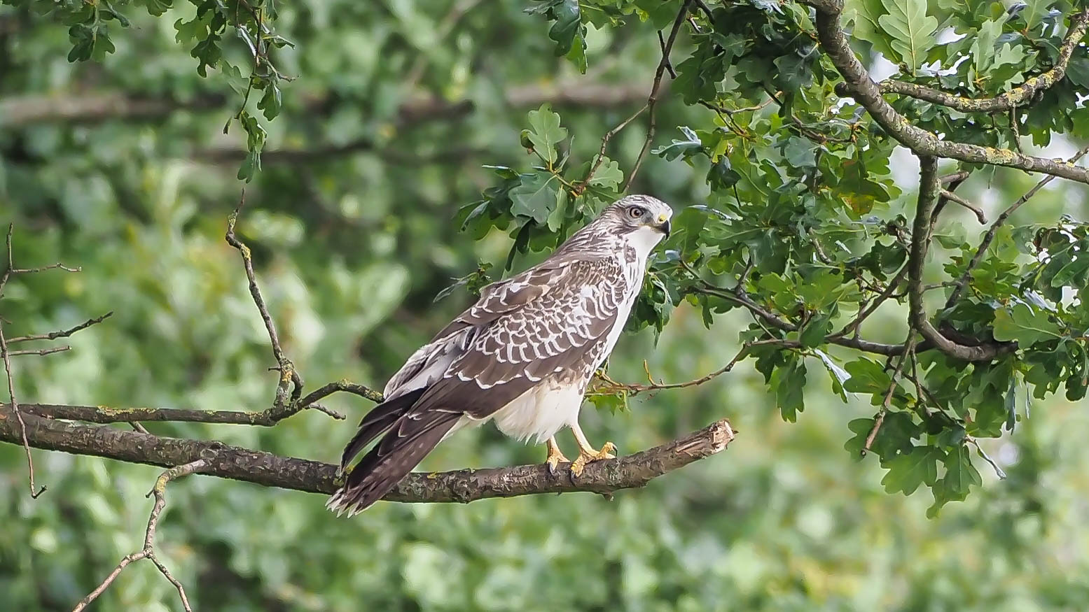 Nordischer Bussard