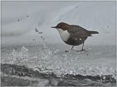 Nordischer Kampftaucher