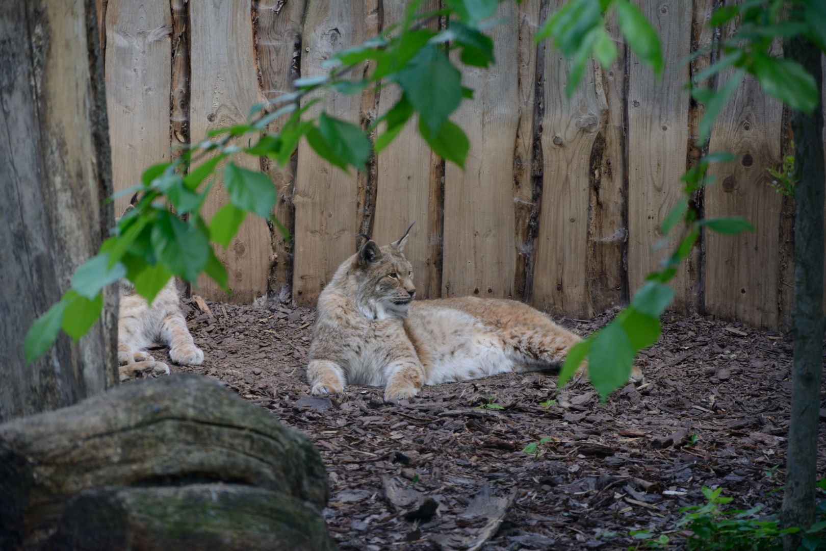 Nordischer Luchs