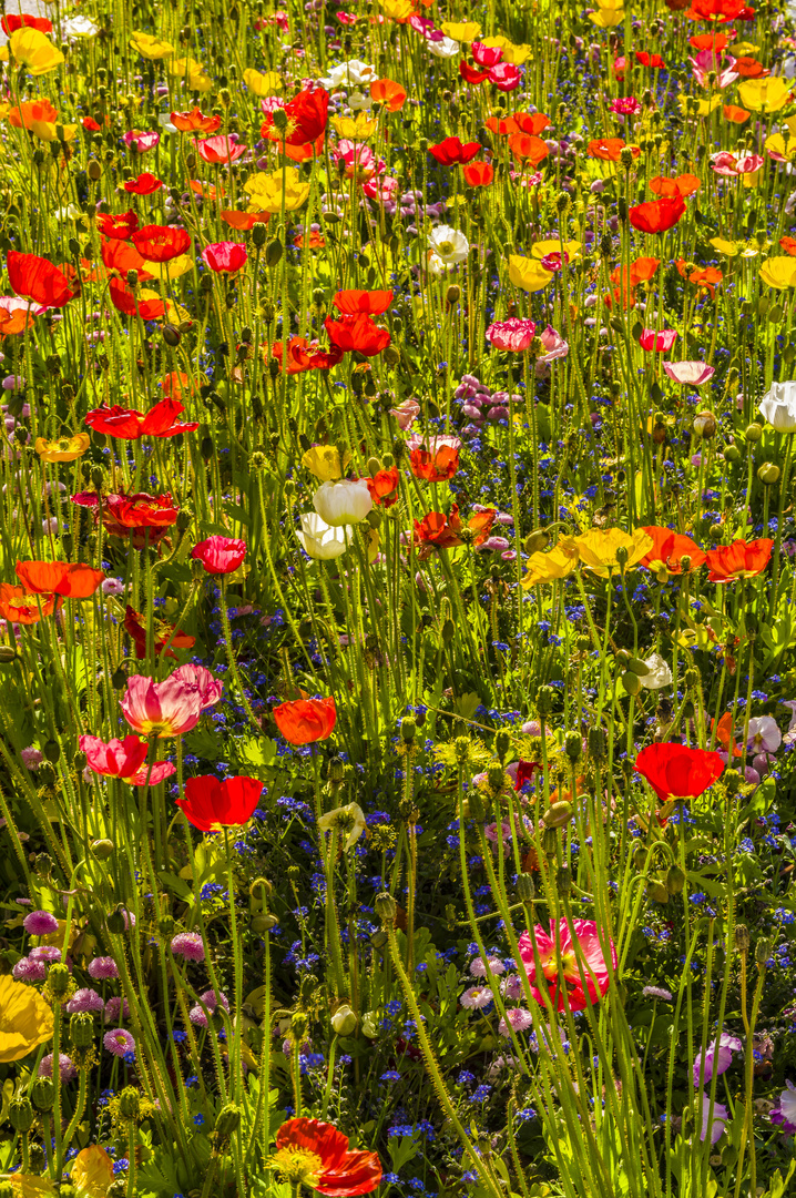 Nordischer Mohn