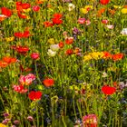 Nordischer Mohn