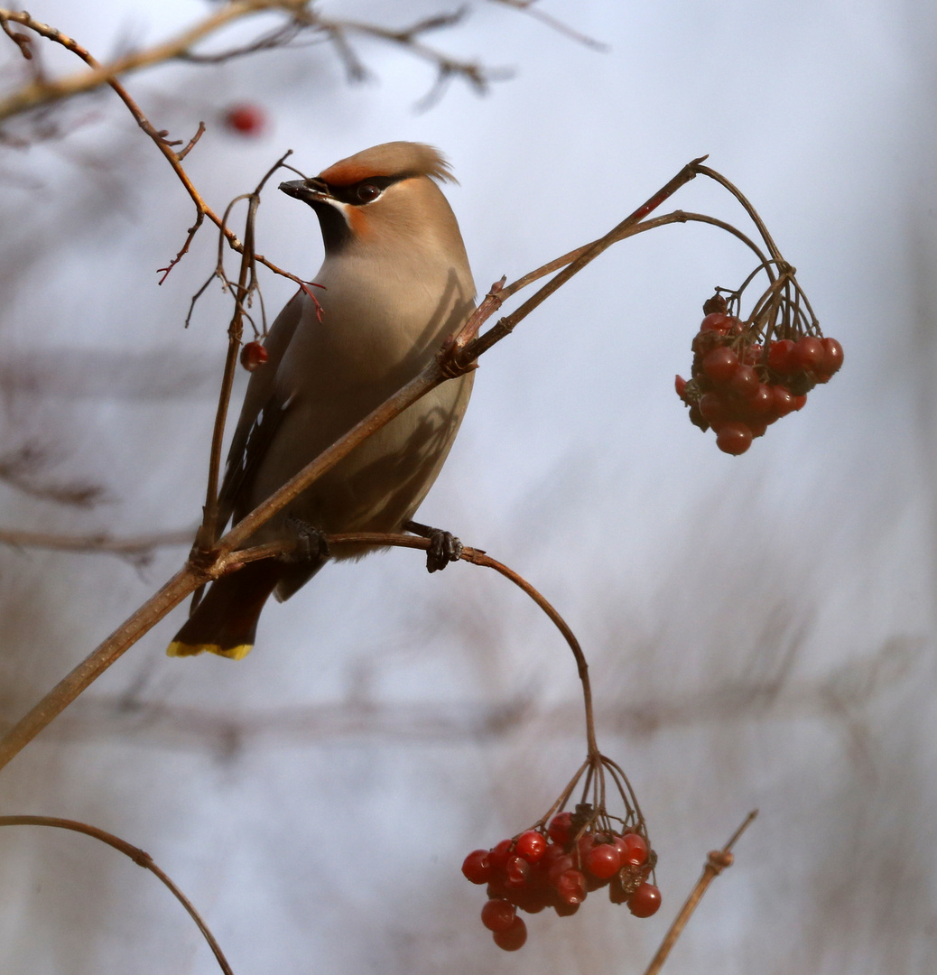 -nordischer wintergast-