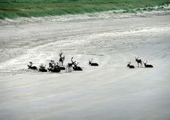 nordisches Strandleben