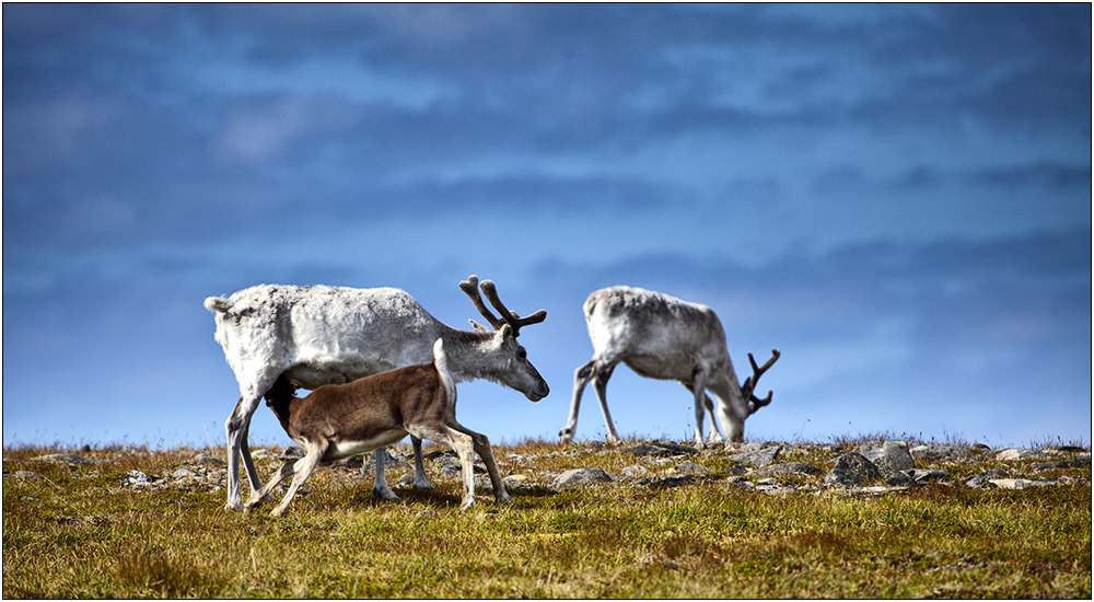 Nordkapp Ren