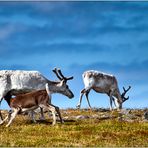 Nordkapp Ren