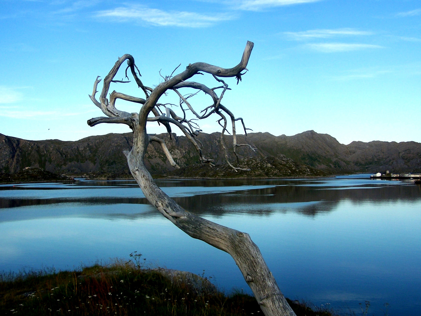 nordkapp tree