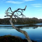 nordkapp tree