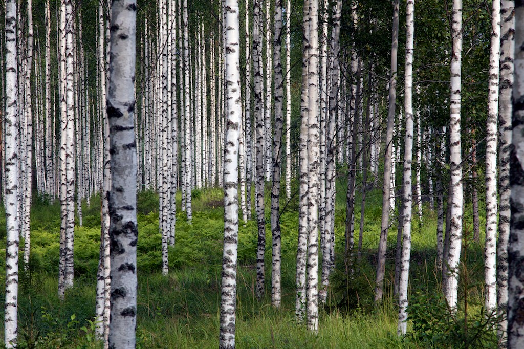 Nordkarelien (Fin): Birkenwald