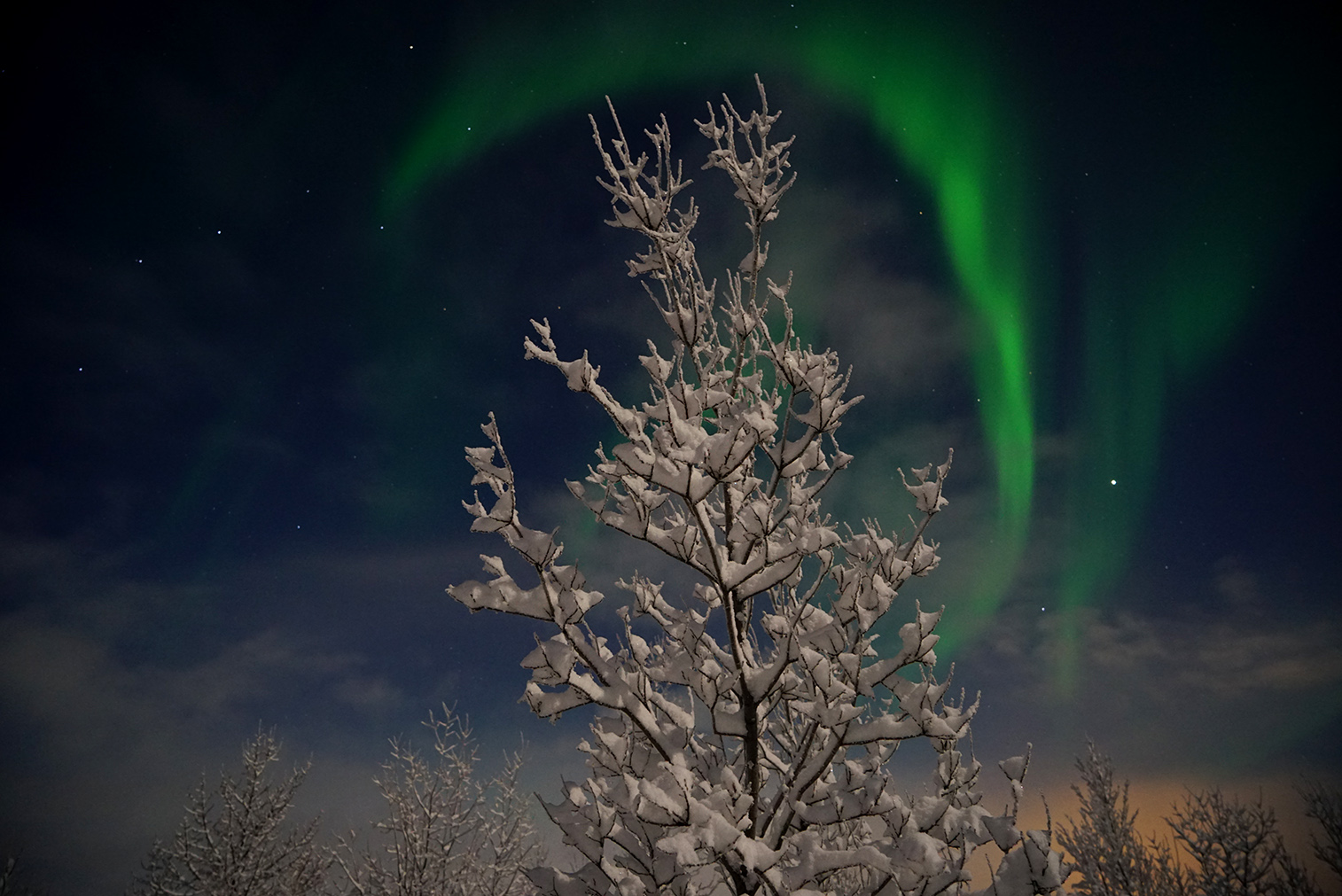 Nordlicht hinter dem Baum im Schnee