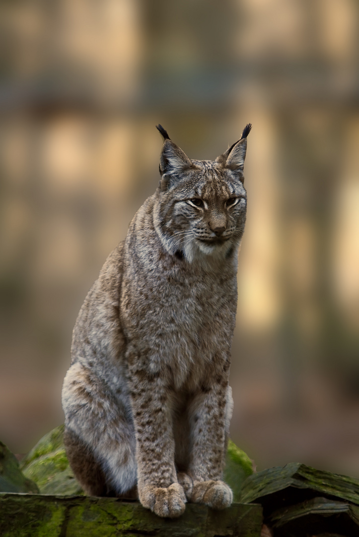 Nordluchs im Tierpark Edersee