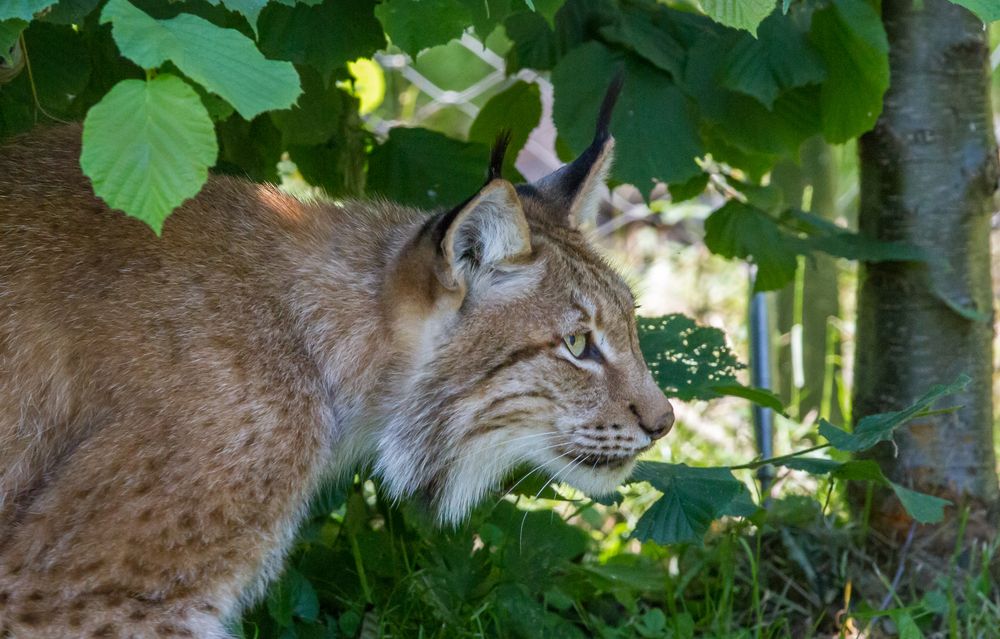 Nordluchs (Lynx lynx)