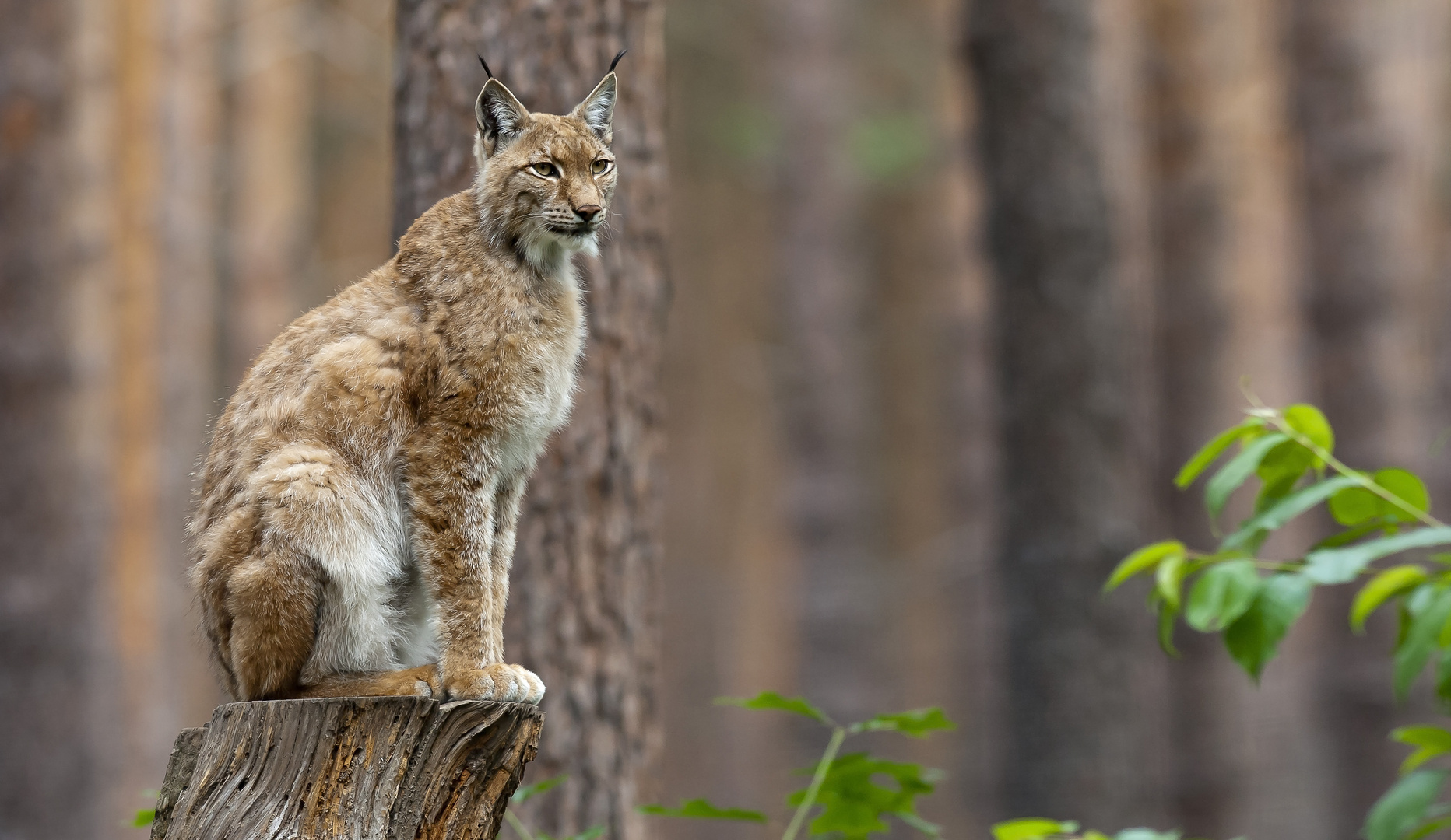 Nordluchs (Lynx lynx)