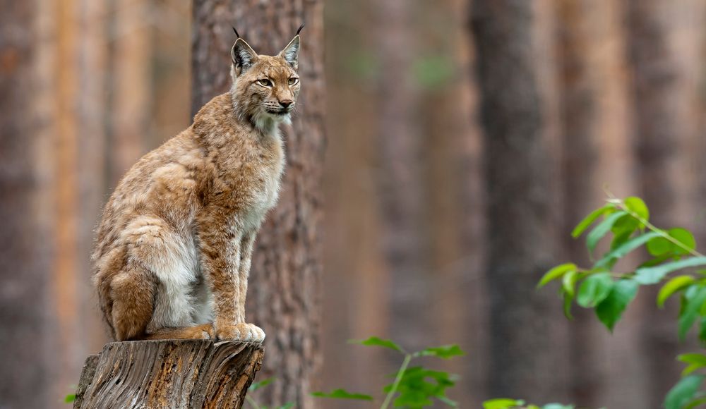 Nordluchs (Lynx lynx)