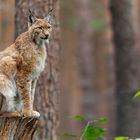 Nordluchs (Lynx lynx)