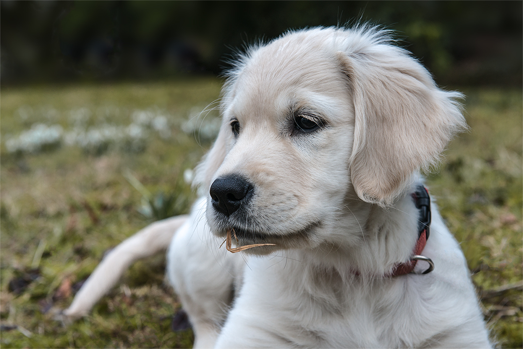 „Nordmann“, der Golden Retriever