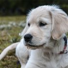 „Nordmann“, der Golden Retriever