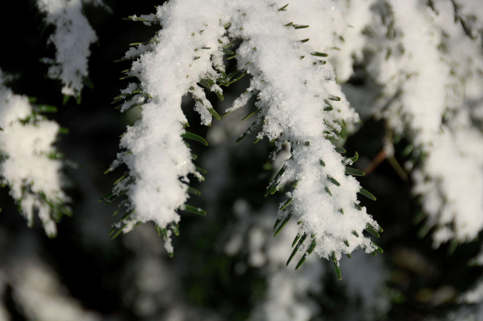 Nordmanntanne mit Schnee