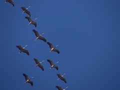 Nordost  -   Kraniche auf dem Rückflug - nun auch bei uns