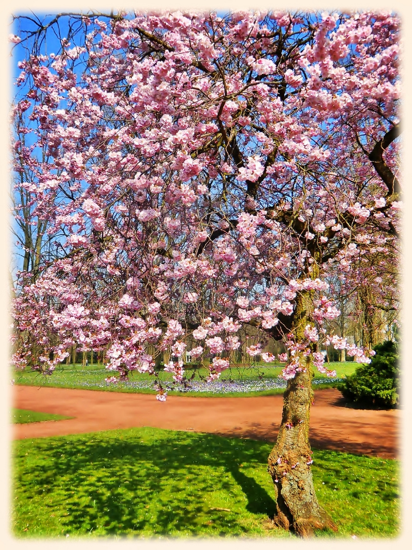 Nordpark-Blüten (Düsseldorf)