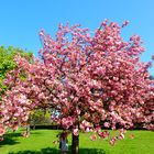 Nordpark Düsseldorf im Frühling