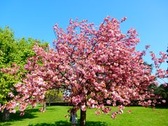 Nordpark Düsseldorf im Frühling