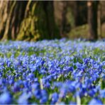 Nordpark in blau.