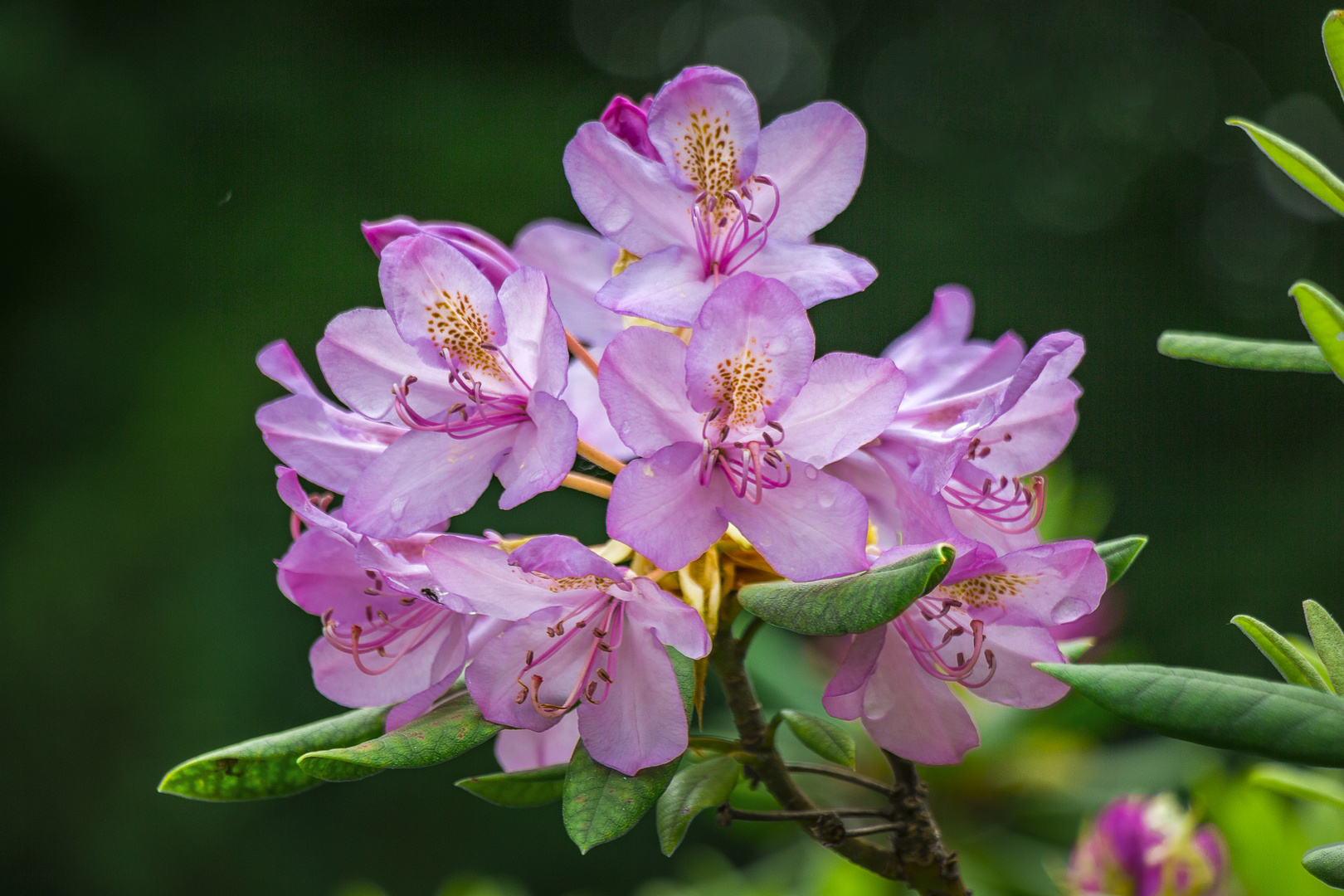 Nordpark-Wuppertal - Blüte Rhododendron